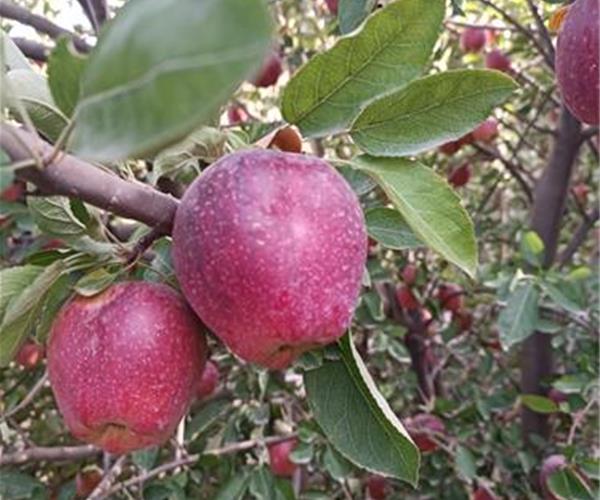 نکات حقوقی تنظیم قرارداد اجاره باغ